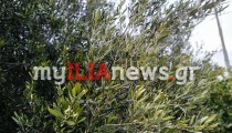 ΥΠΑΑΤ: Παράταση εφαρμογής της υποχρεωτικής δήλωσης συγκομιδής ελαιοκάρπου
