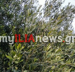 ΠΕ Ηλείας: Συνεχίζεται η εφαρμογή του Προγράμματος Δακοκτονίας