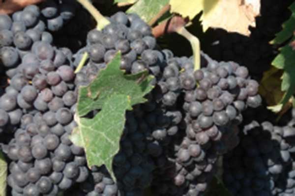 Έφη Γεωργοπούλου-Σαλτάρη: Εντάσσεται η καλλιέργεια της κορινθιακής σταφίδας στην άυλη πολιτιστική κληρονομιά