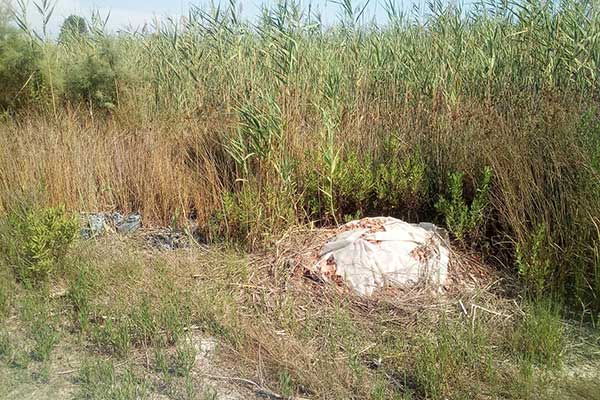 67967396 1181394348730026 5923608359088422912 n