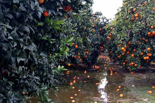 49895299 10215665479608044 9142171715869081600 n