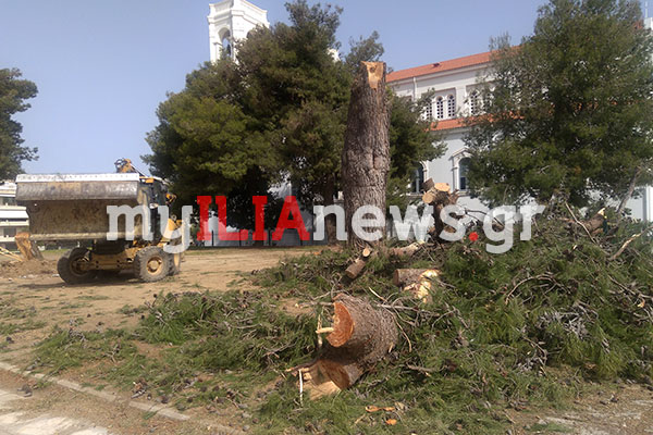 Η Περιβαλλοντική Δράση Ηλείας για την κοπή των πεύκων στο Επαρχείο