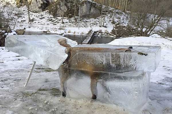 Φονική κακοκαιρία σαρώνει την Ευρώπη - Έβγαλαν παγωμένη αλεπού από τον Δούναβη