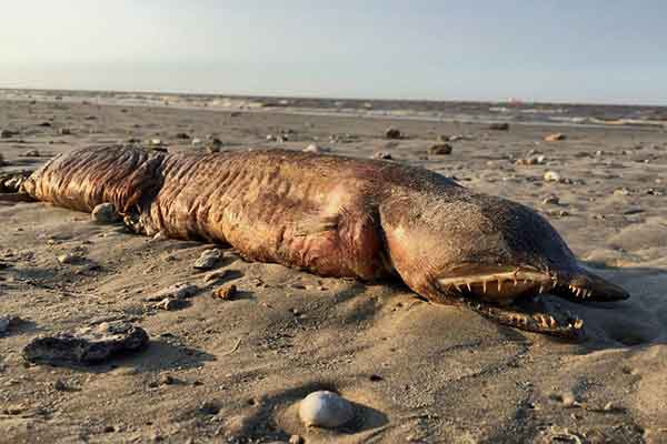 Ο τυφώνας Χάρβεϊ «ξέβρασε» απόκοσμο πλάσμα σε παραλία του Τέξας -Κανείς δεν ξέρει τι είναι [εικόνες]