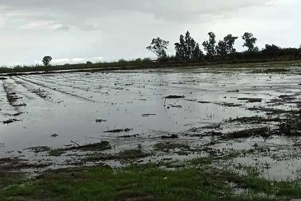 245617395 3905525789548413 7839500511075447806 n