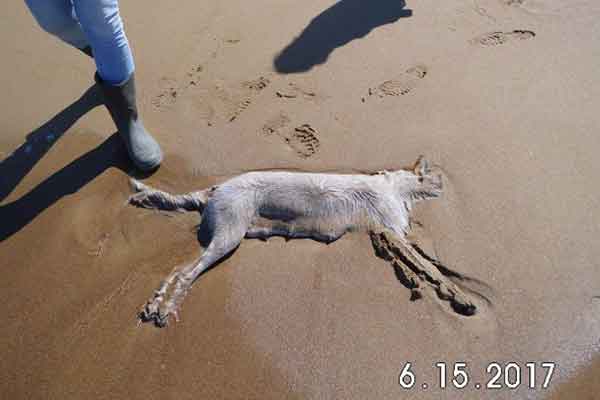 Ηλεία: Βρέθηκε δηλητηριασμένη η σκυλίτσα που εγκαταλείφθηκε στην παραλία Κακόβατου της Ζαχάρως