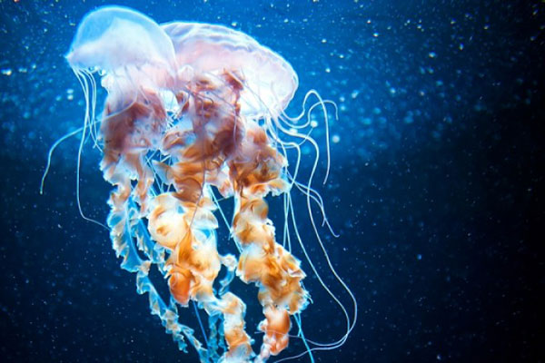 Σας τσίμπησε τσούχτρα; Δείτε ποιο είναι το καλύτερο «γιατροσόφι»