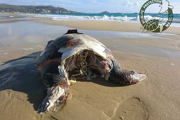 Θηριωδία στη Νάξο: Αποκεφάλισαν 10 θαλάσσιες χελώνες
