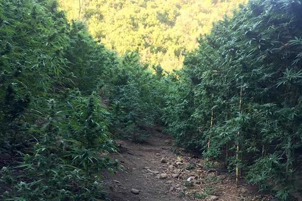 16092019-dyt ell fyteia003