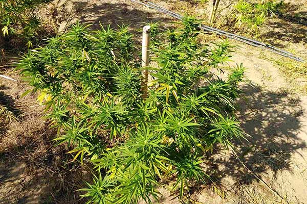 18082021fyteiadytikiellada001