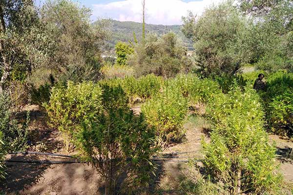 18082021fyteiadytikiellada002