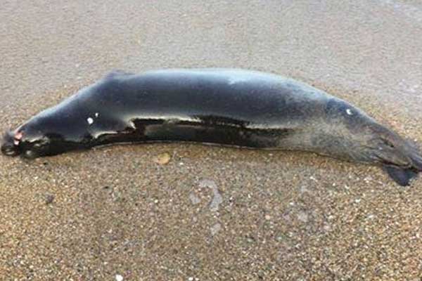 Νέα θηριωδία: Πυροβόλησαν τον Θεοδόση, τη φώκια μασκότ της Ίου