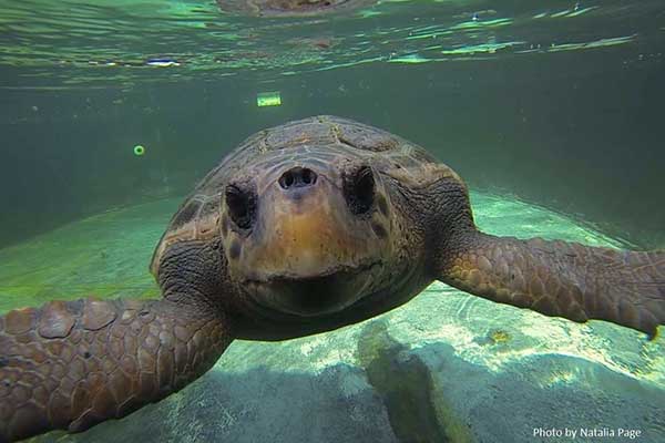 Απελευθέρωση θαλάσσιας χελώνας Caretta caretta τη Δευτέρα 22/08/16 στην παραλία Λεχαινών στο Green Camp