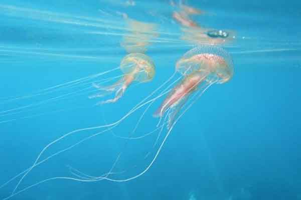 Γιατί γέμισαν μέδουσες οι ελληνικές θάλασσες;