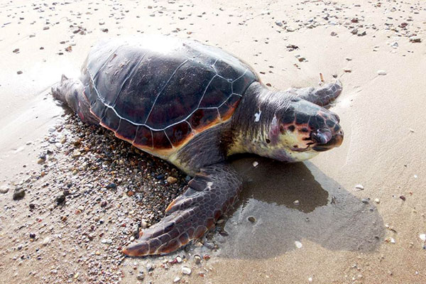 Ανησυχία για τις νεκρές θαλάσσιες χελώνες Caretta caretta-Άμεση εθελοντική καταγραφή την Μ. Δευτέρα 25 Απριλίου 2016 