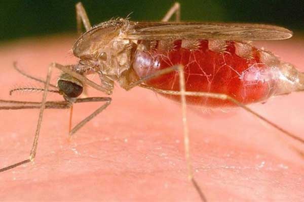 Δυτ.Ελλάδα: Καθησυχάζει για τα περιστατικά ελονοσίας το Υπουργείο Υγείας