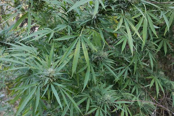 25092021tdnpyrgou001