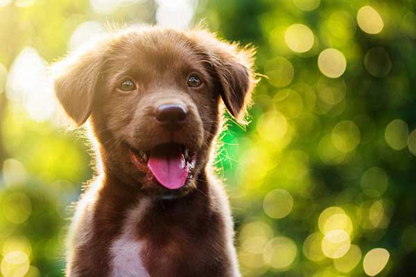 Αποσύρεται μετά τις αντιδράσεις το νομοσχέδιο για τα δεσποζόμενα και αδέσποτα ζώα