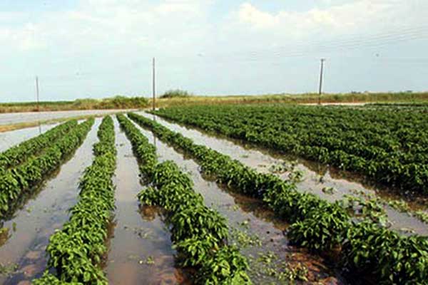 ΝΟ.Δ.Ε. Ν.Δ. Ηλείας – Να γίνει άμεσα παρέμβαση της Κυβέρνησης για τις ζημιές από τις ραγδαίες βροχοπτώσεις στην Ηλεία