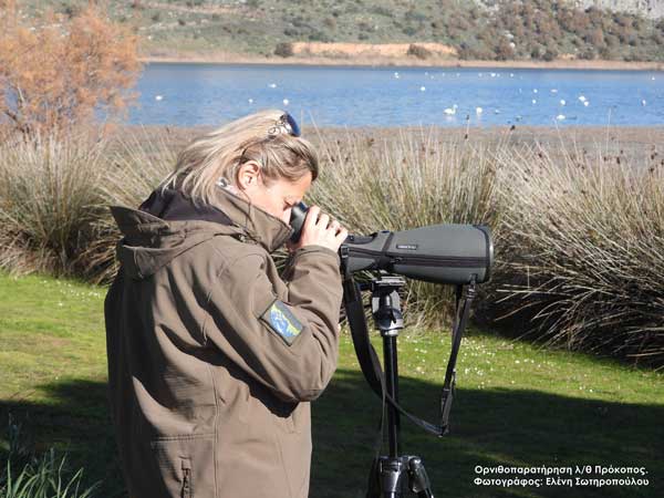 Ορνιθοπαρατήρηση λθ Πρόκοπος Φωτ.Ε.Σωτηροπούλου