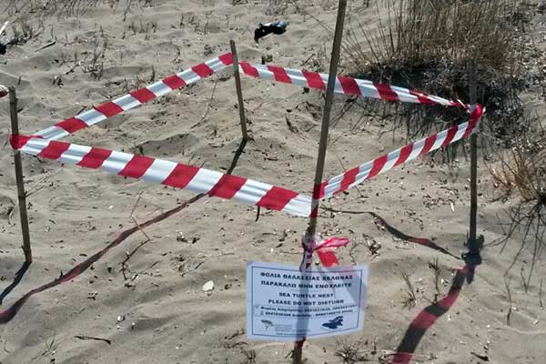 Η 1η φωλιά Caretta caretta, στο Εθνικό Πάρκο Υγροτόπων Κοτυχίου - Στροφυλιάς για το 2018! [PHOTOS]