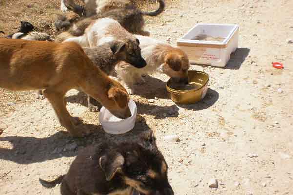 Η Οικολογική Δυτική Ελλάδα για την Ημέρα των Ζώων 2017