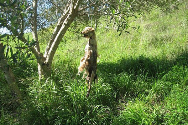Οινόη Πηνείας: Επί μέρες το απαγχονισμένο σκυλί κρεμόταν στα κλαριά του δέντρου