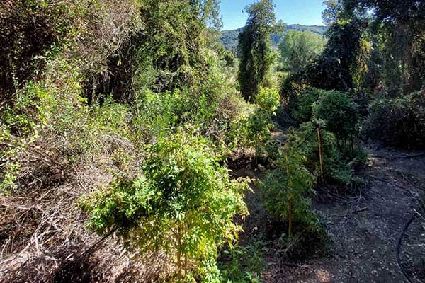 06102021dendriliahleia001