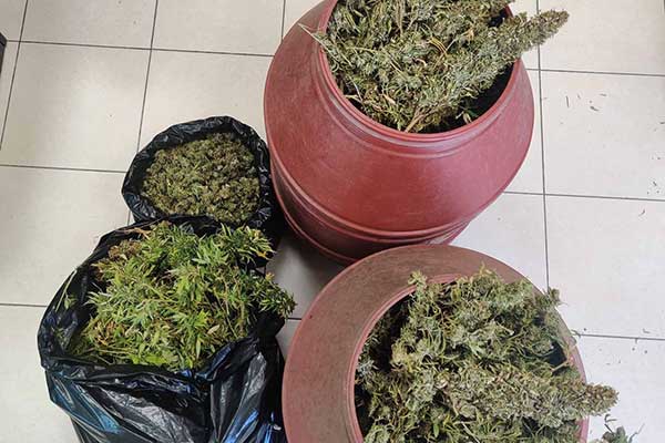 06102021dendriliahleia006