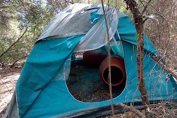 06102021dendriliahleia007