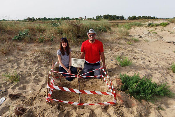 Ξεκίνησε η ωοτοκία της θαλάσσιας χελώνας Caretta caretta! [VIDEO]