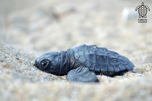 Το μεγαλείο της φύσης! Τα πρώτα χελωνάκια του Εθνικού Πάρκου Κοτυχίου-Στροφυλιάς