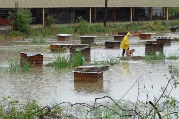 Πλημμύρισε το καταφύγιο του Φιλοζωικού Συλλόγου Πύργου από την καταιγίδα, σώθηκαν τα σκυλιά (βίντεο)